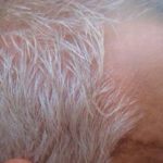 griijs haar